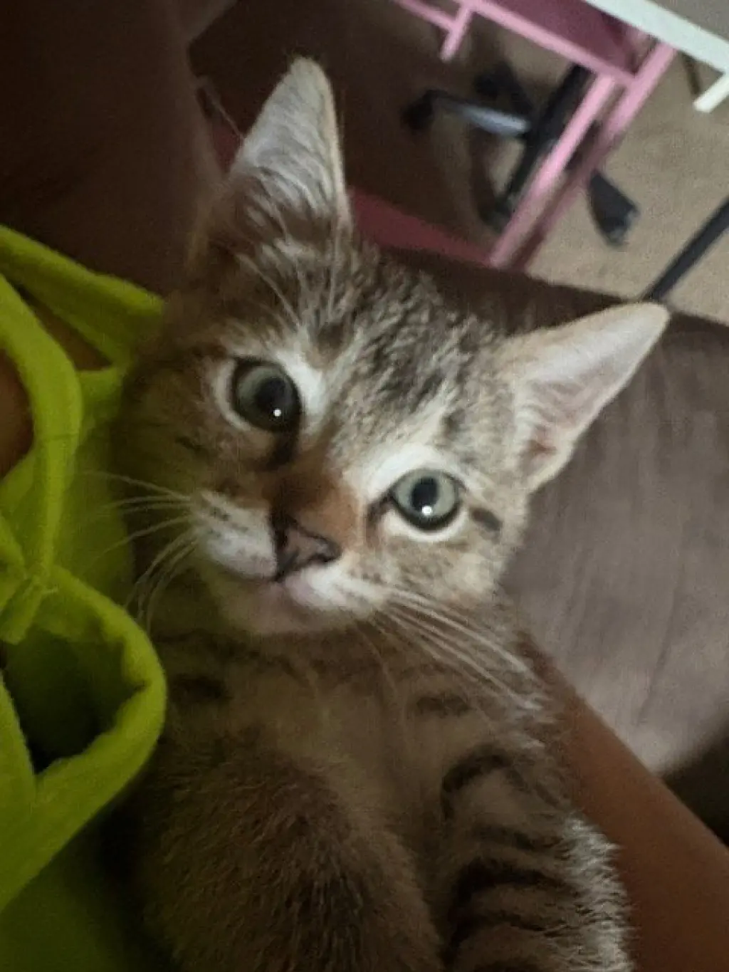 Tigress