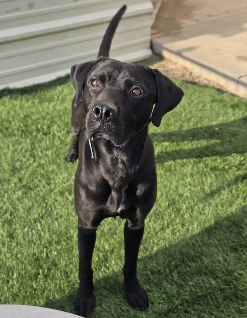 Milo