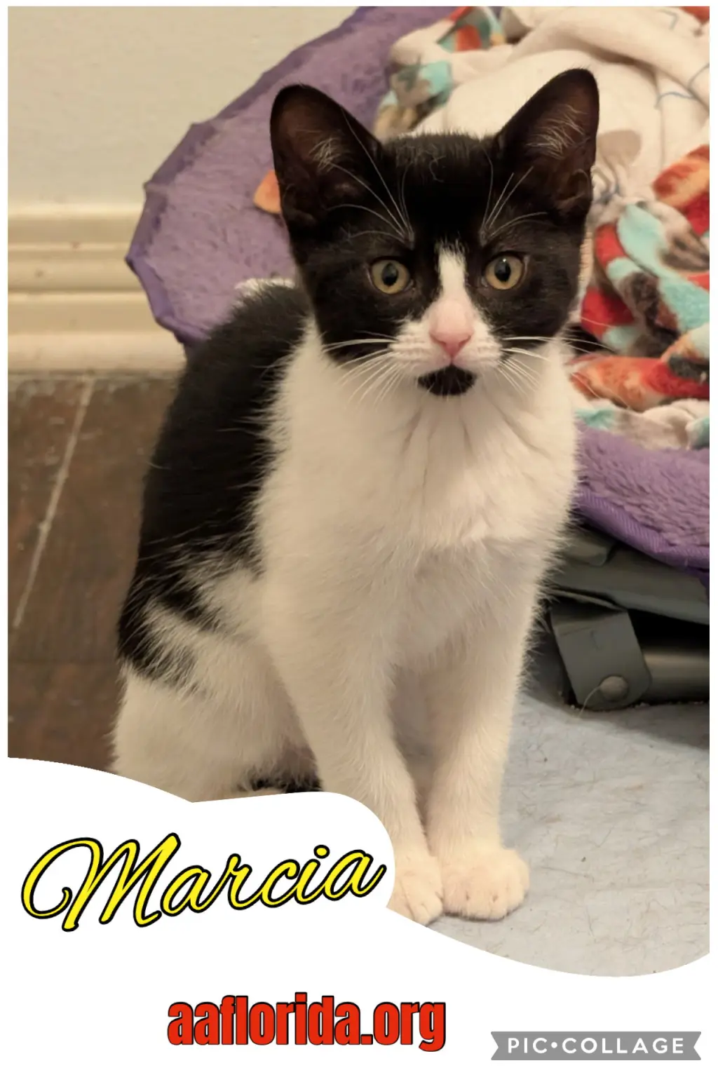 Marcia