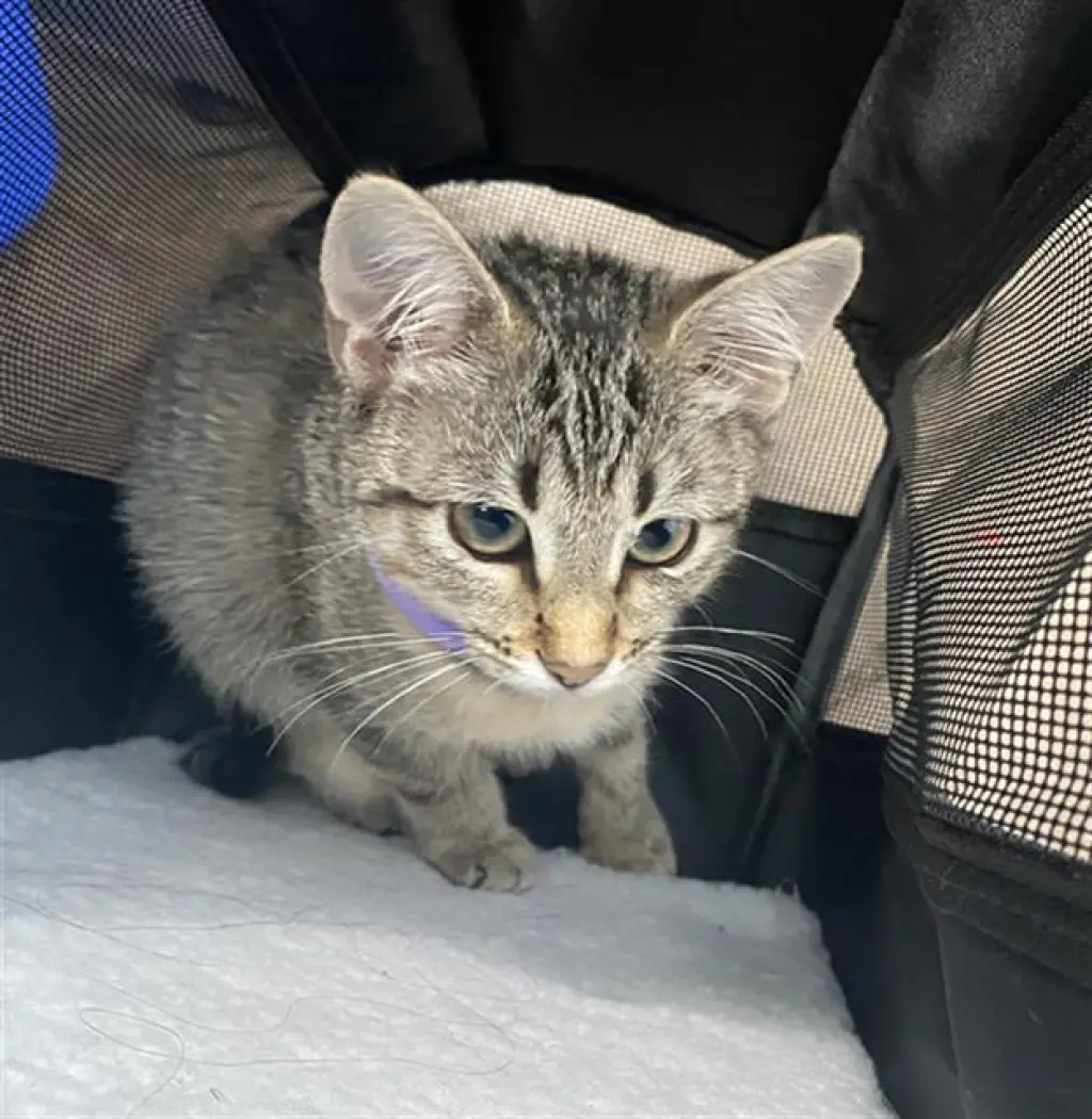 KIKI