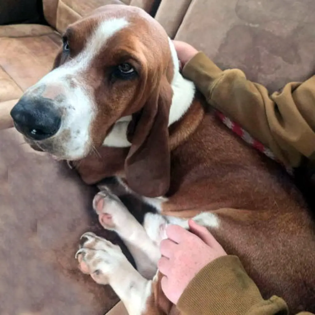 CASEY - ADOPTION PENDING!