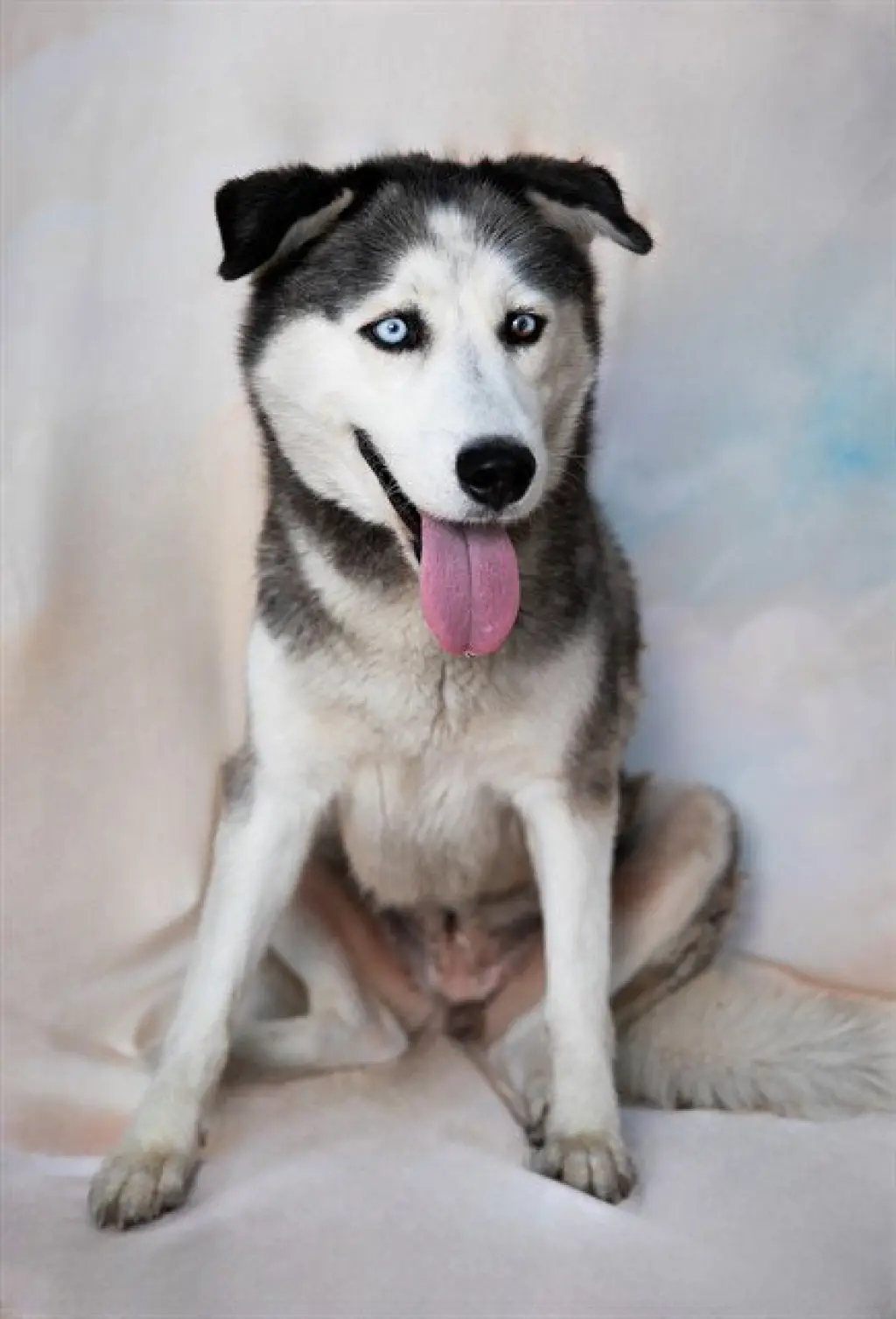 HEIDI