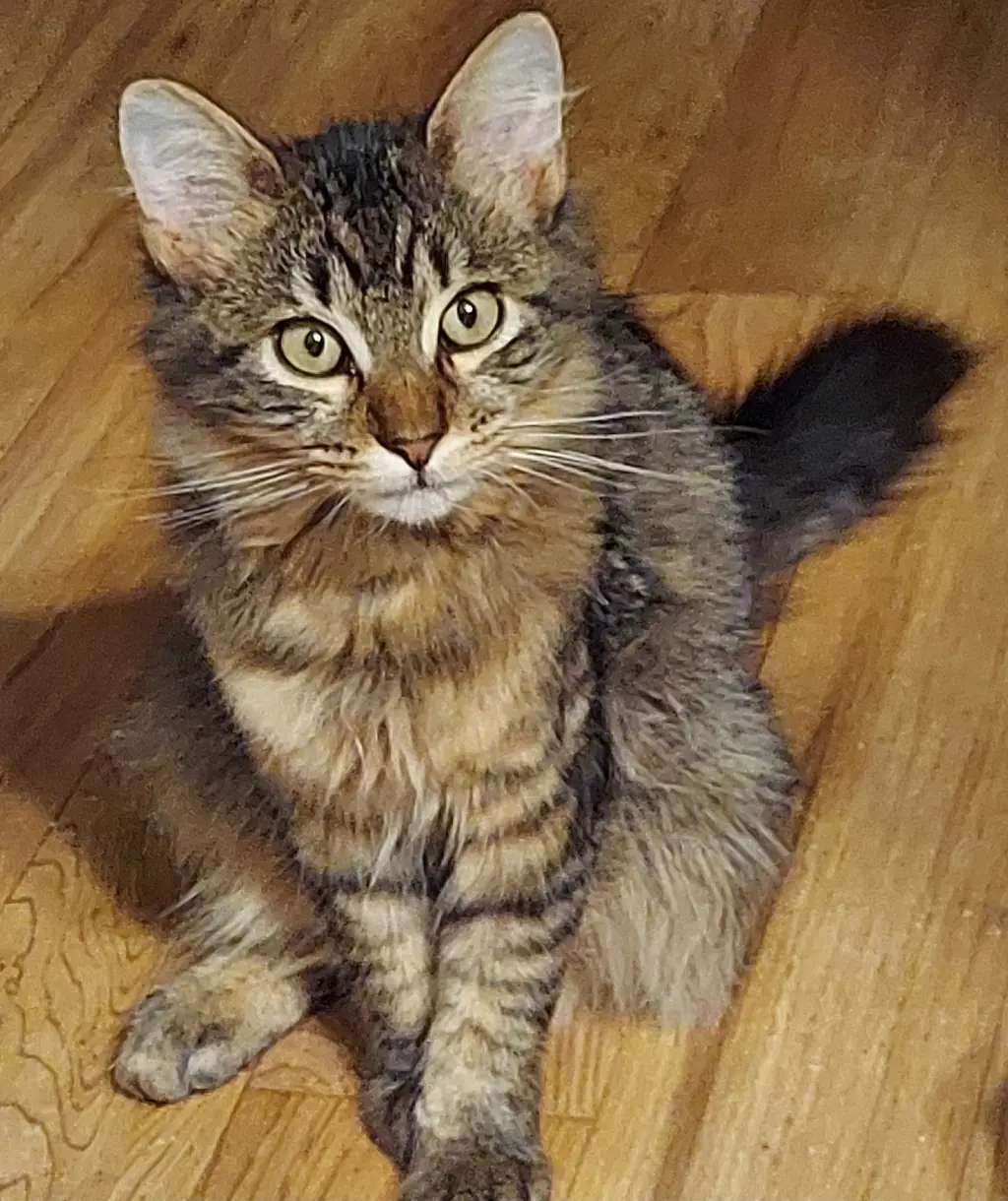 Maine coon brothers