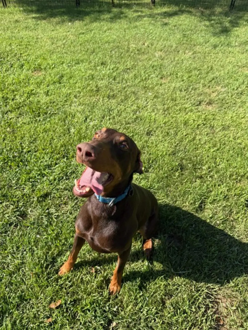 Atlas aka Doby