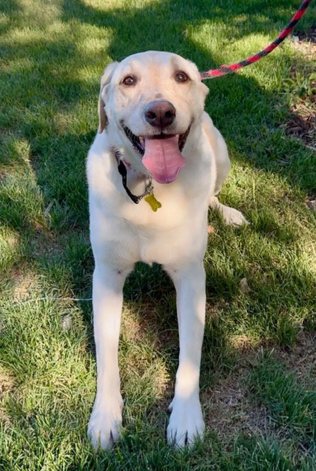 Happy Hank