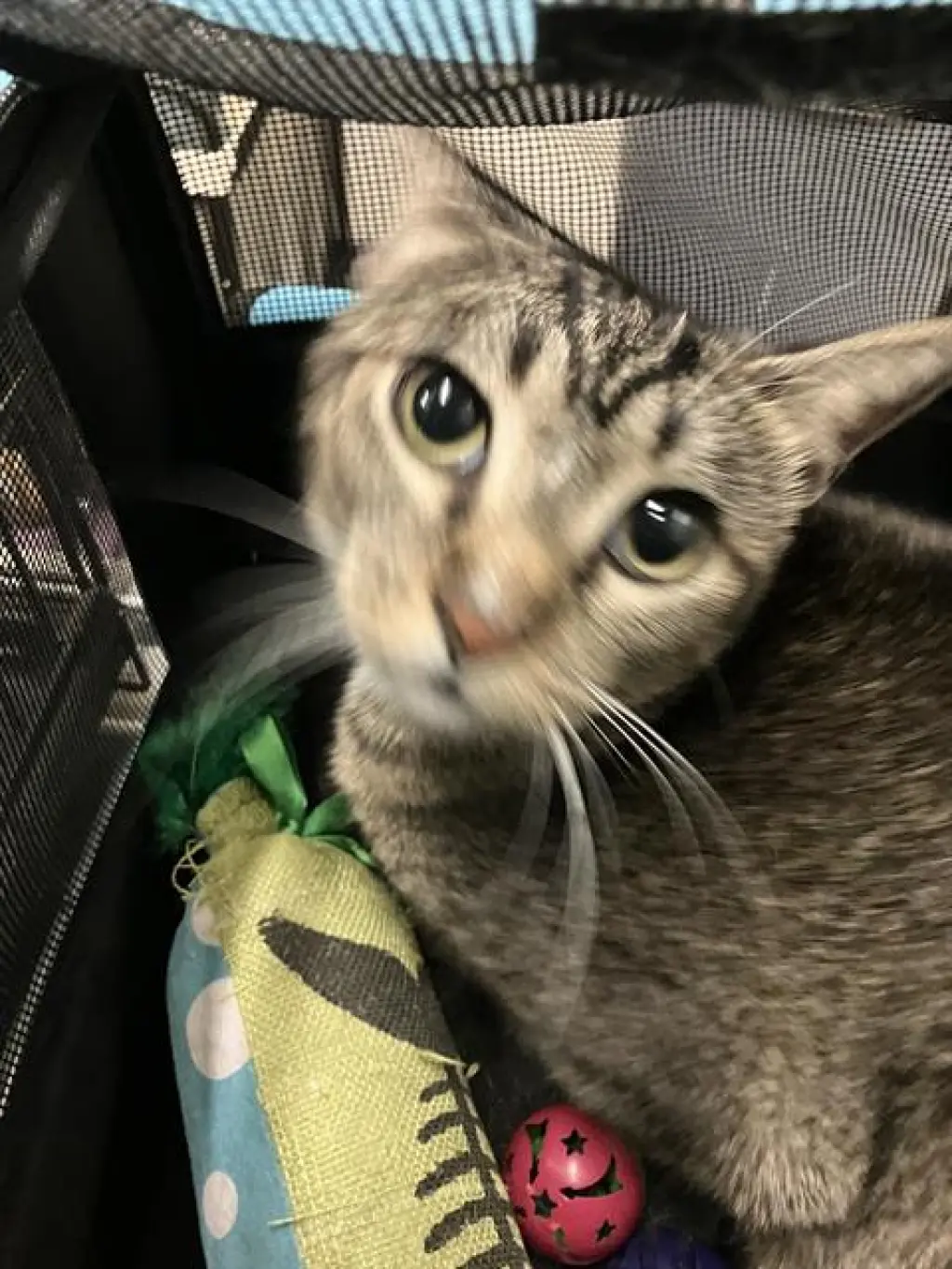 OLI