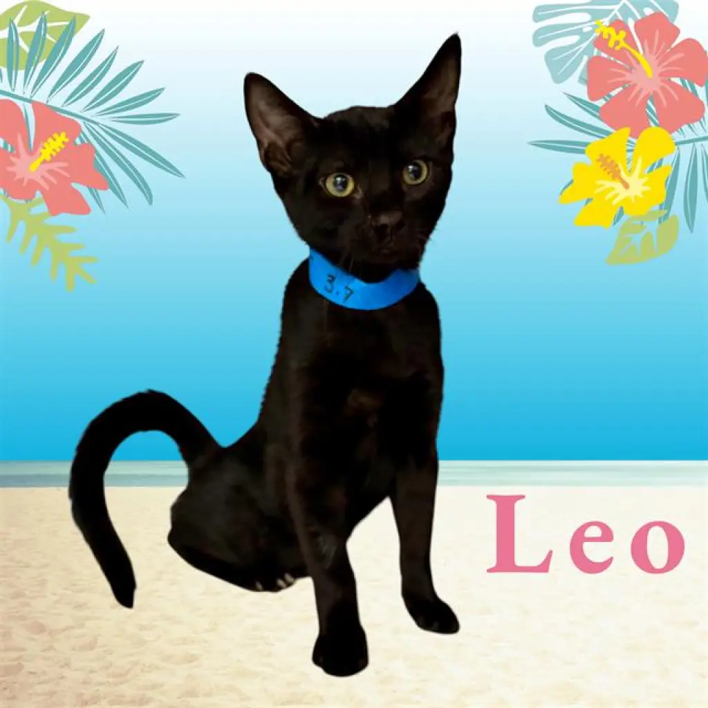 *LEO
