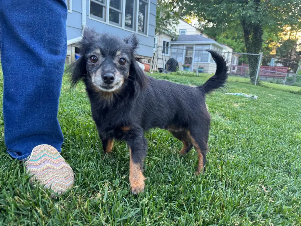 Louie