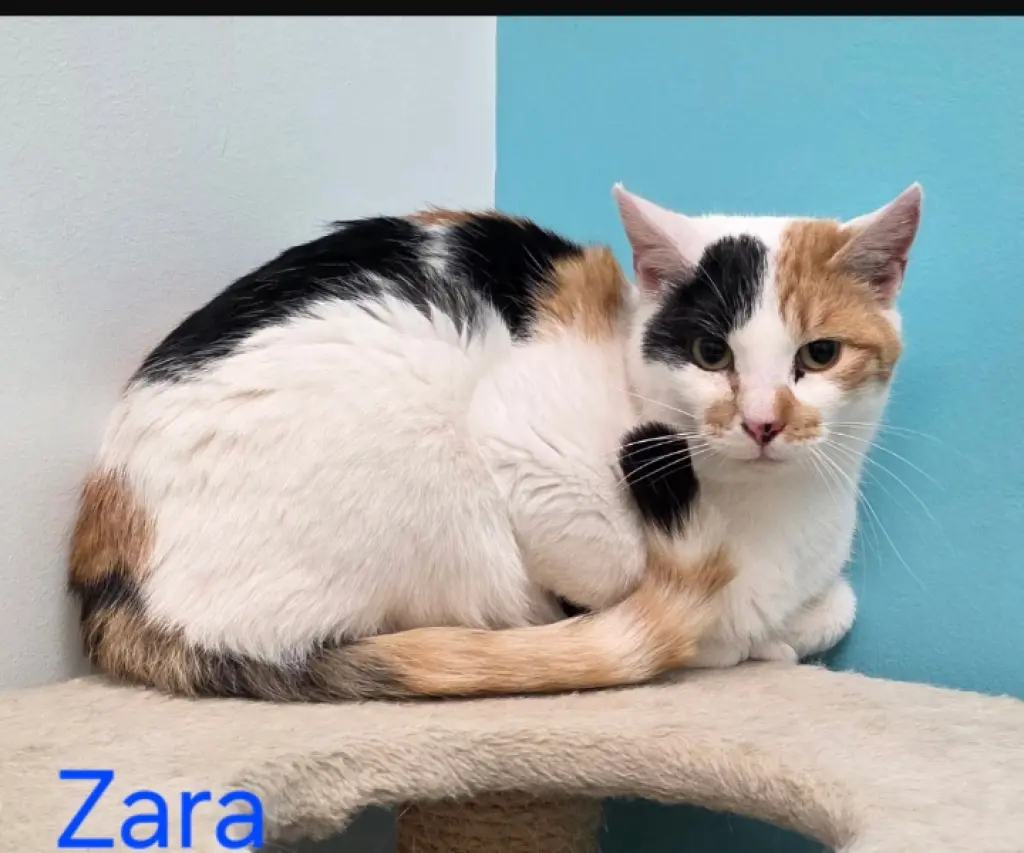 Zara