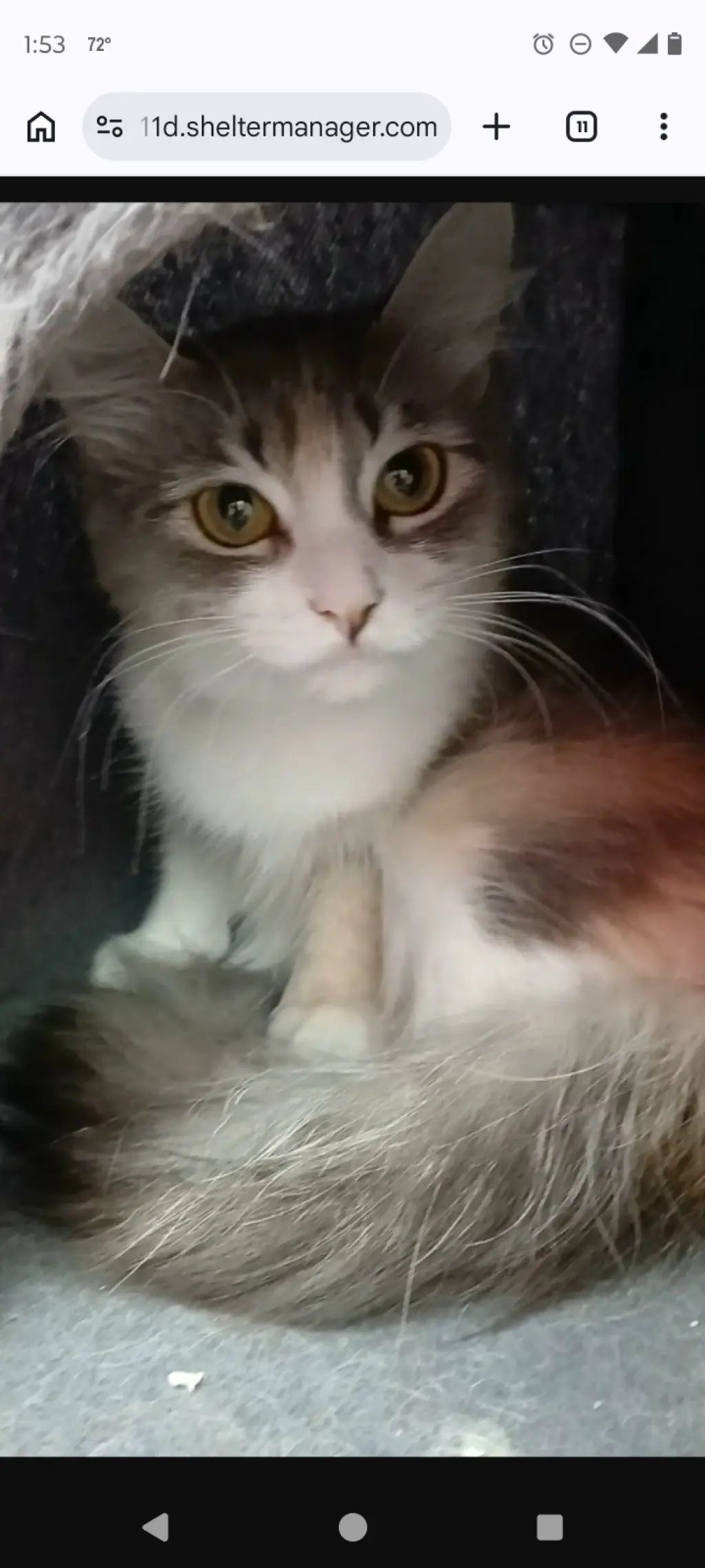 Whiskey