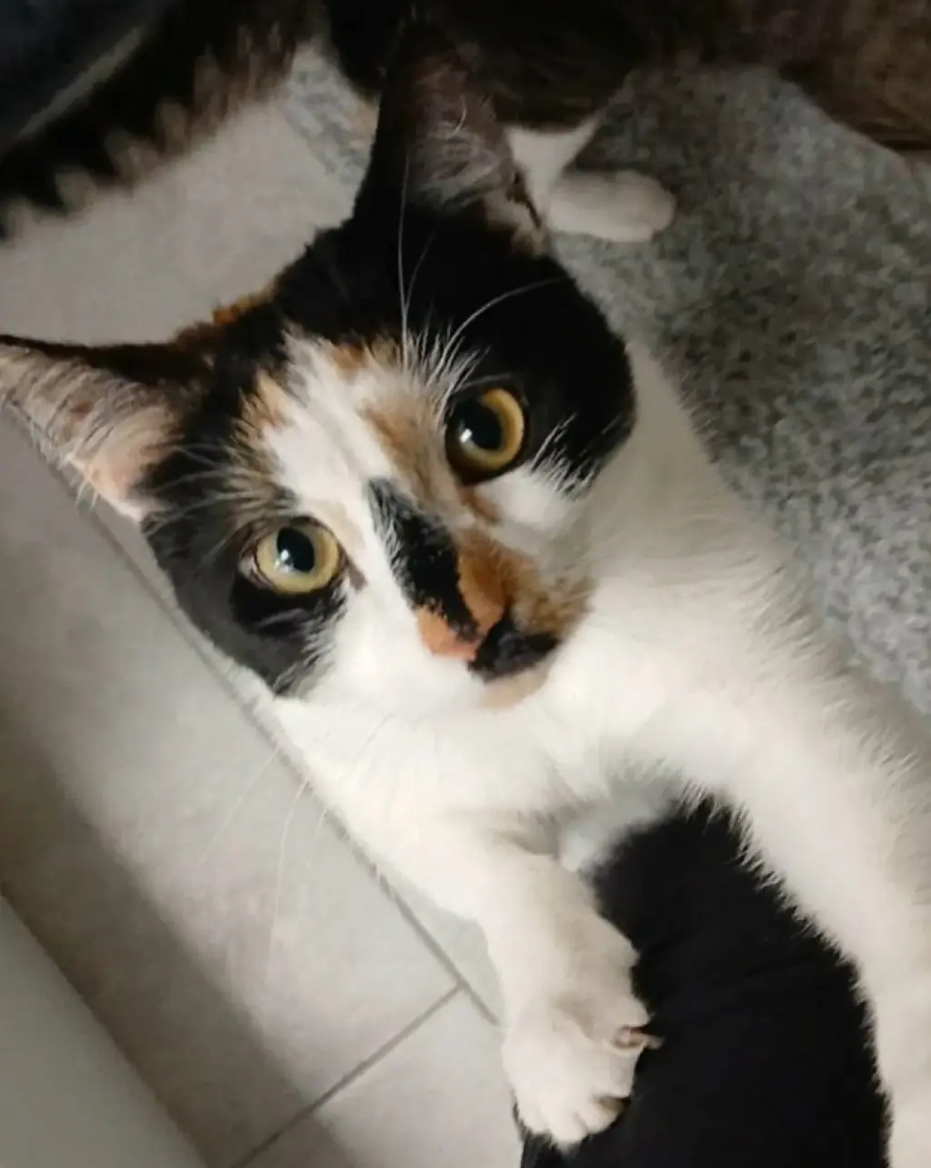 Leila