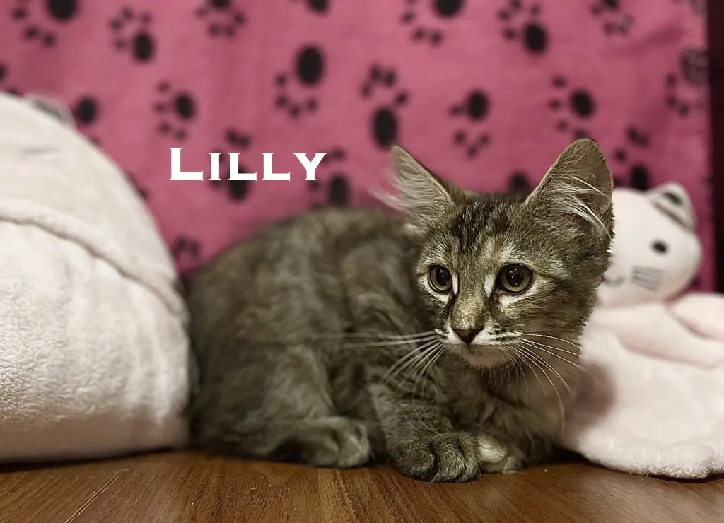 Lilly