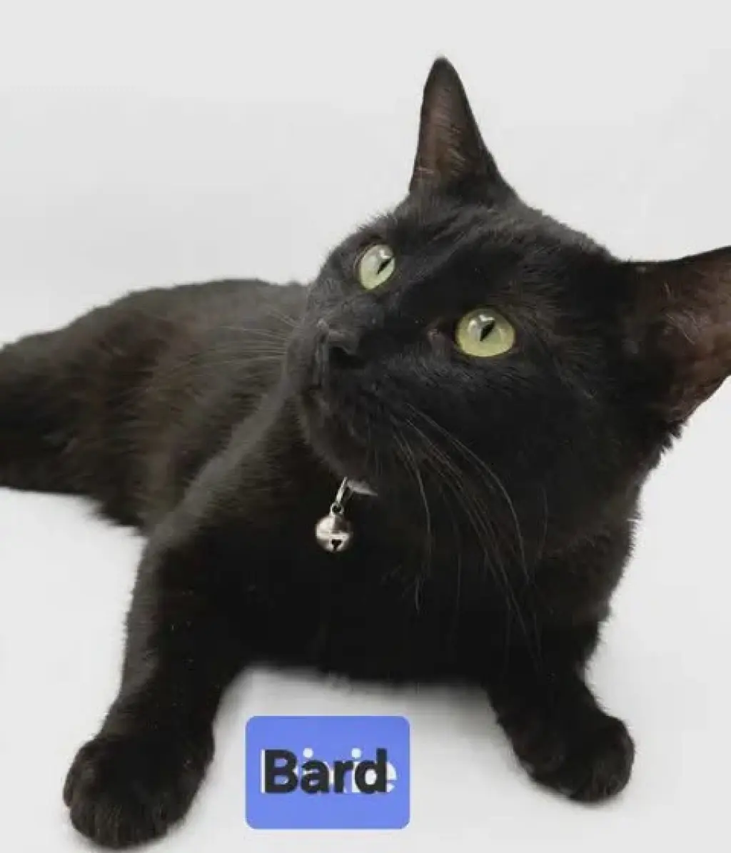 Bard