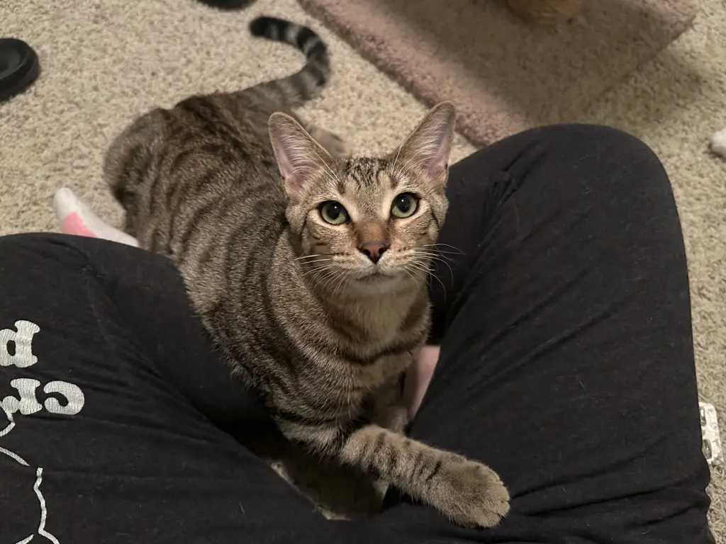 Micah
