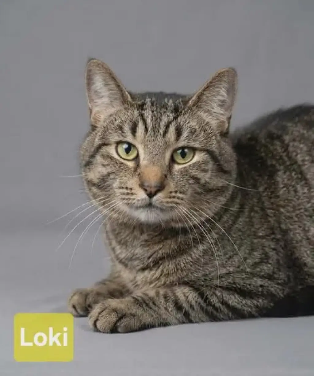 Loki