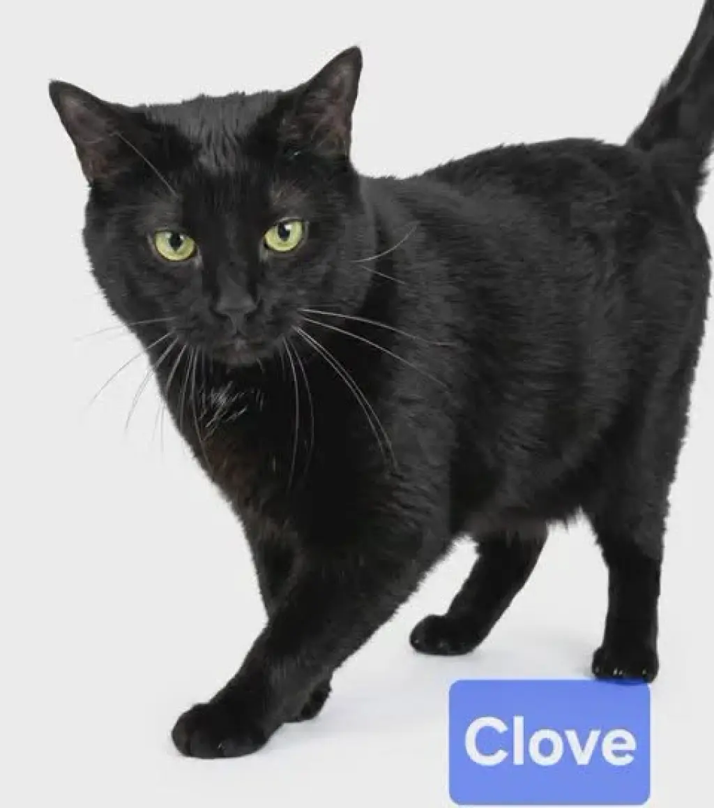 Clove