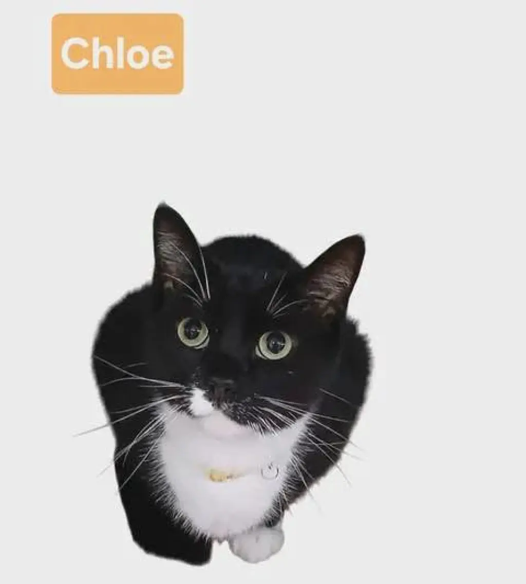 Chloe