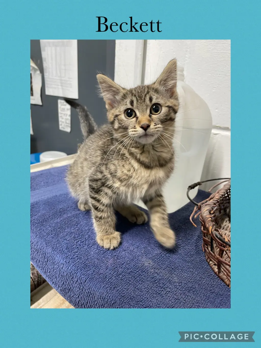 B kitten- Beckett