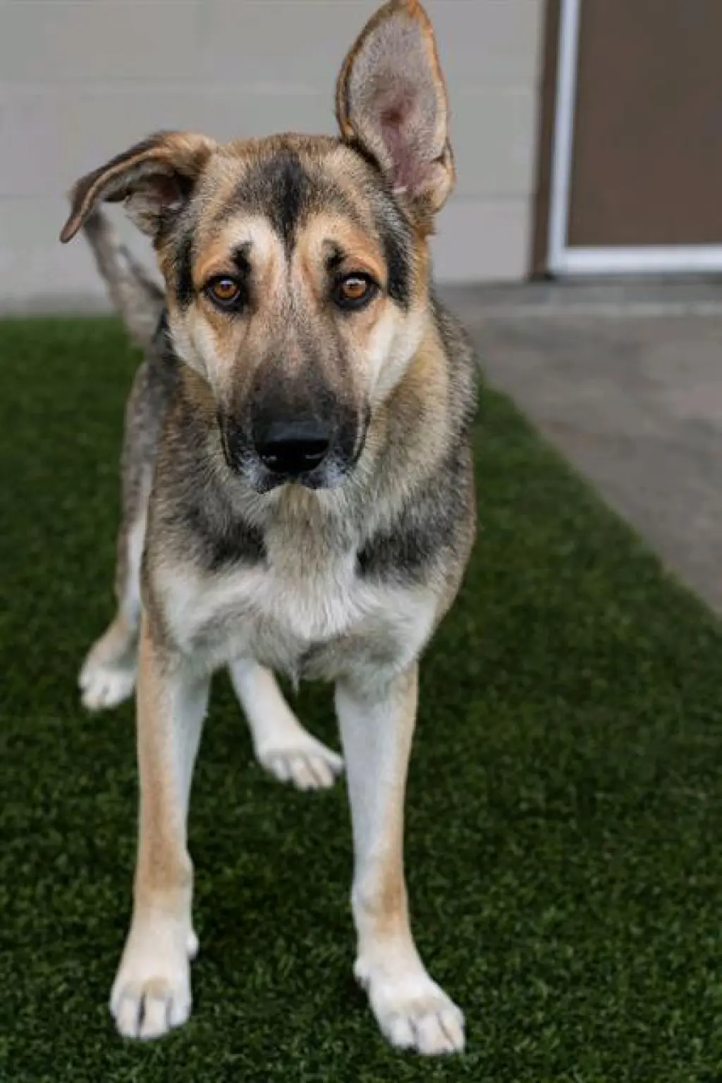 DUKE