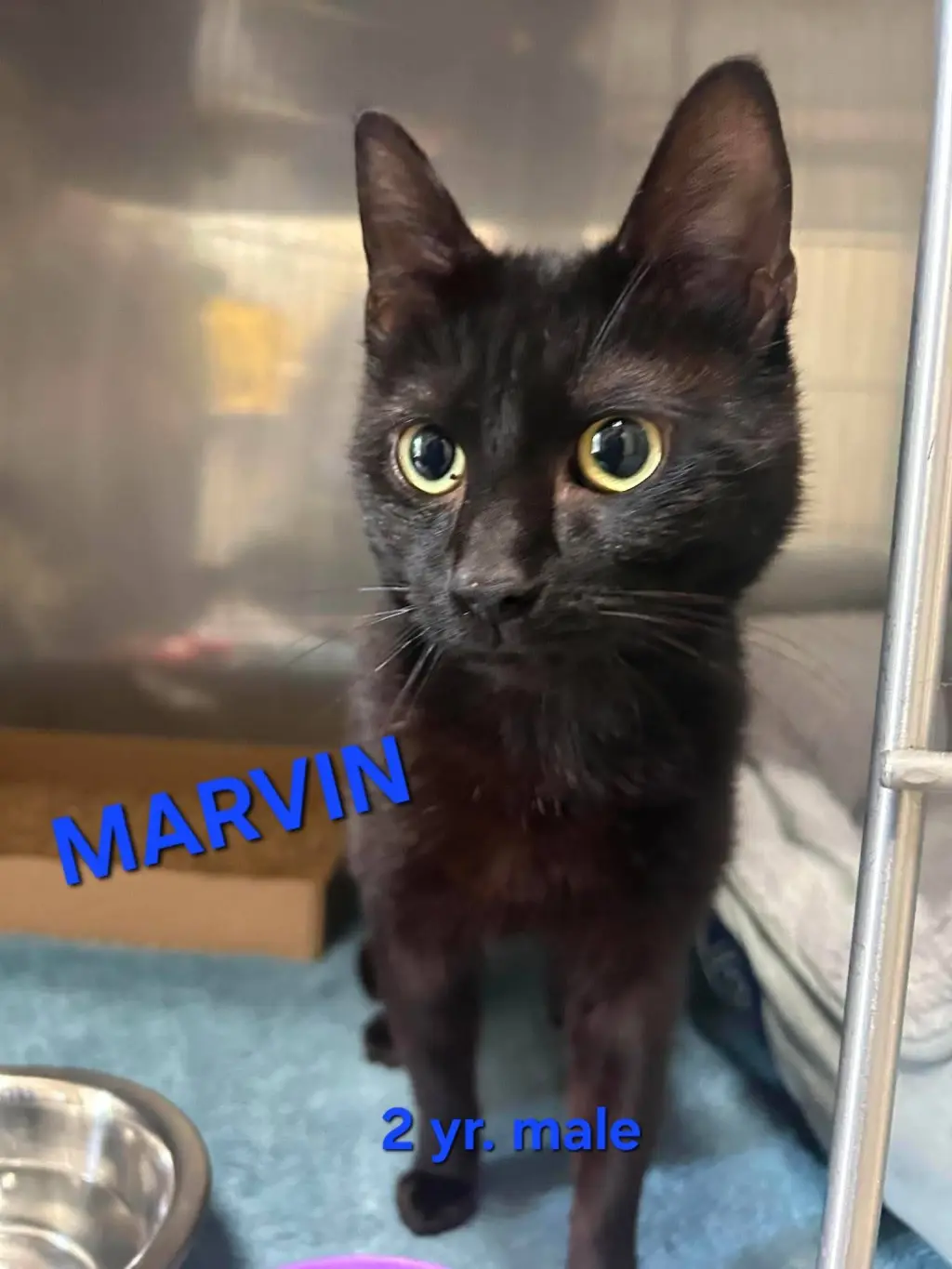 MARVIN