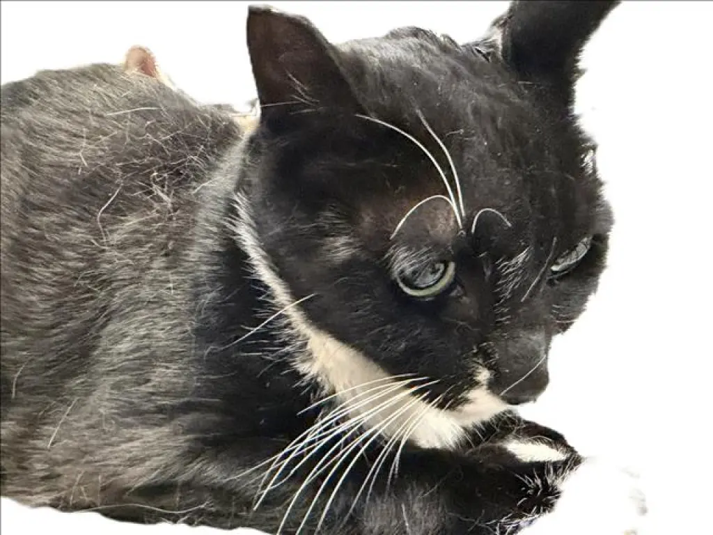 FIGARO