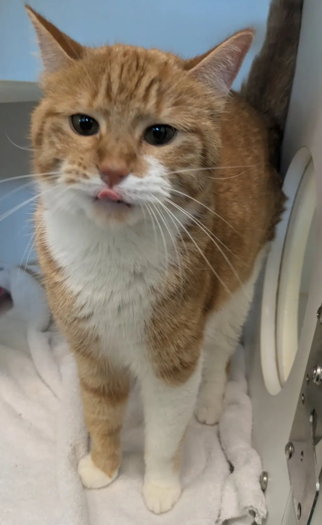 APRICOT