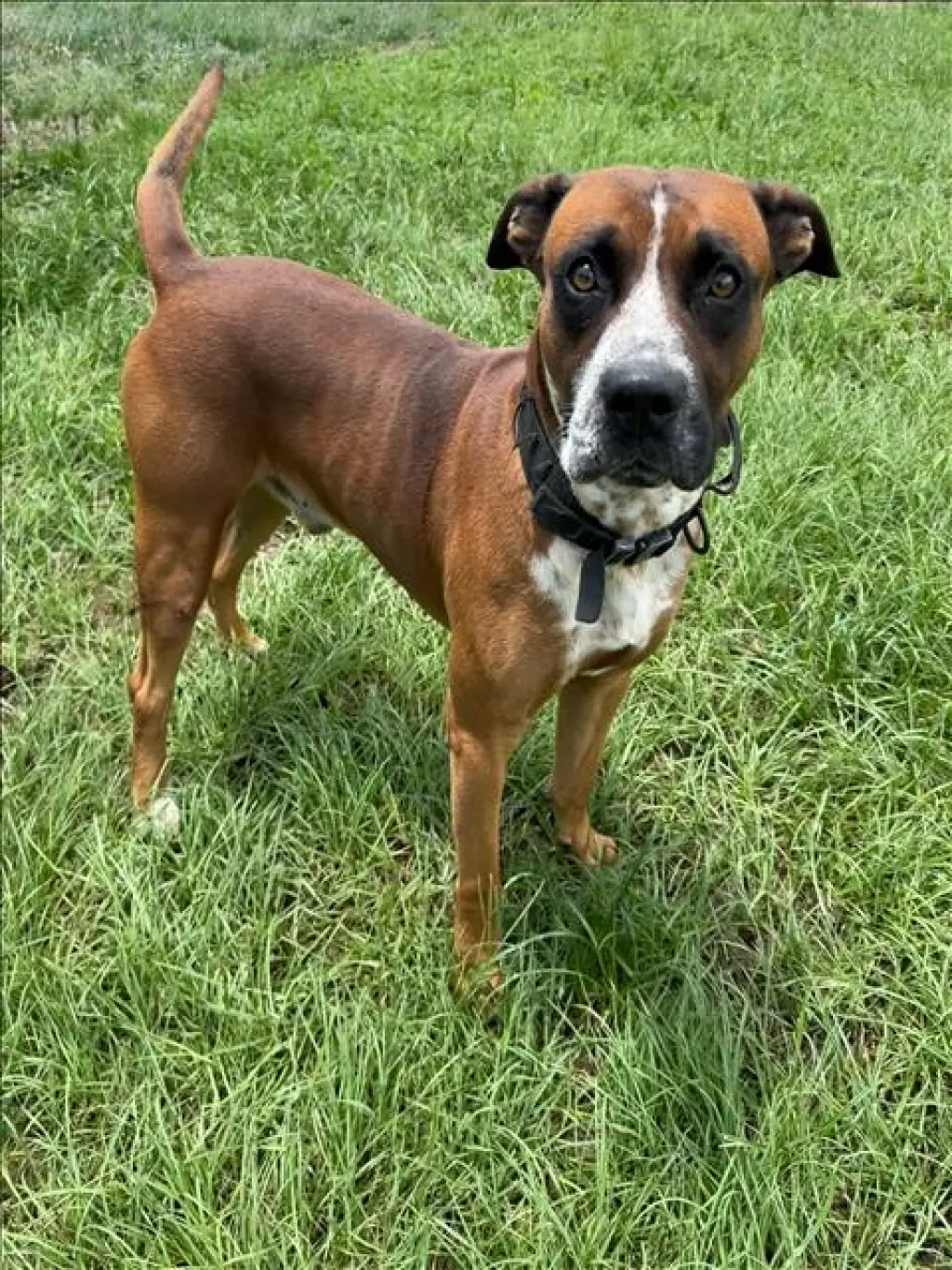 BRUNO