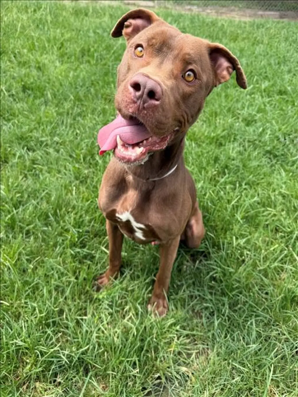 JONAS