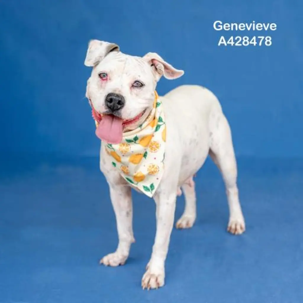 GENEVIEVE