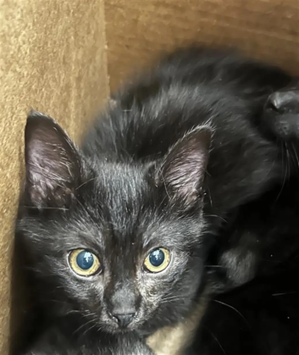 ONYX
