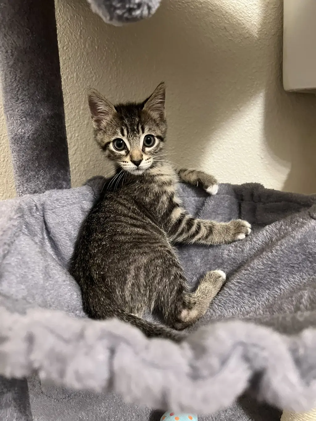Pepper