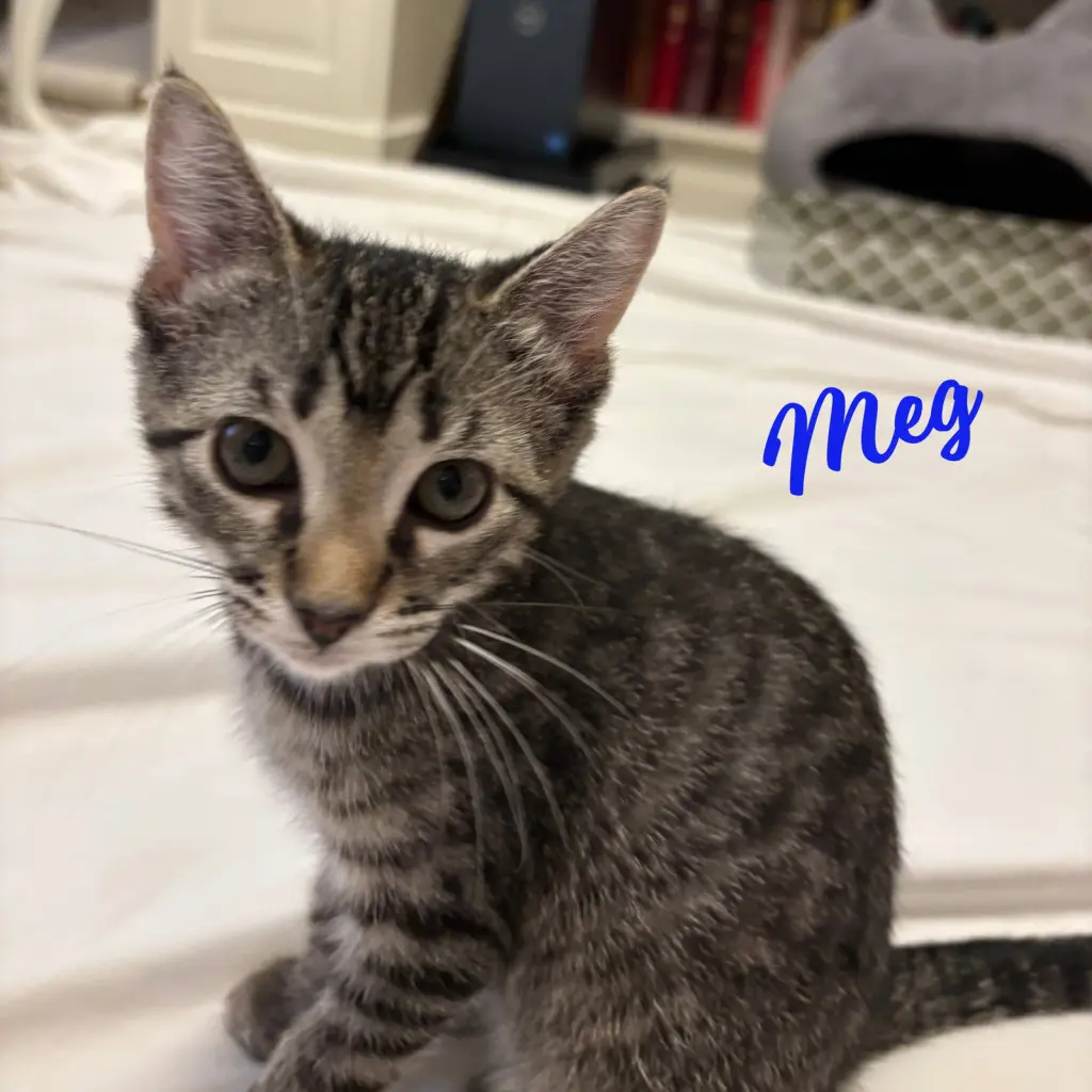 Meg #Little-Women-litter