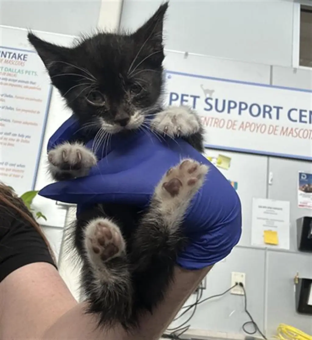 OREO