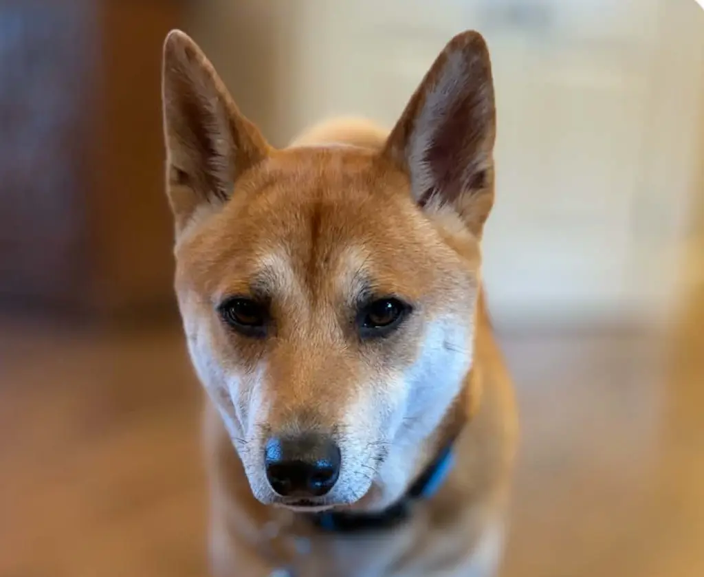 Jax