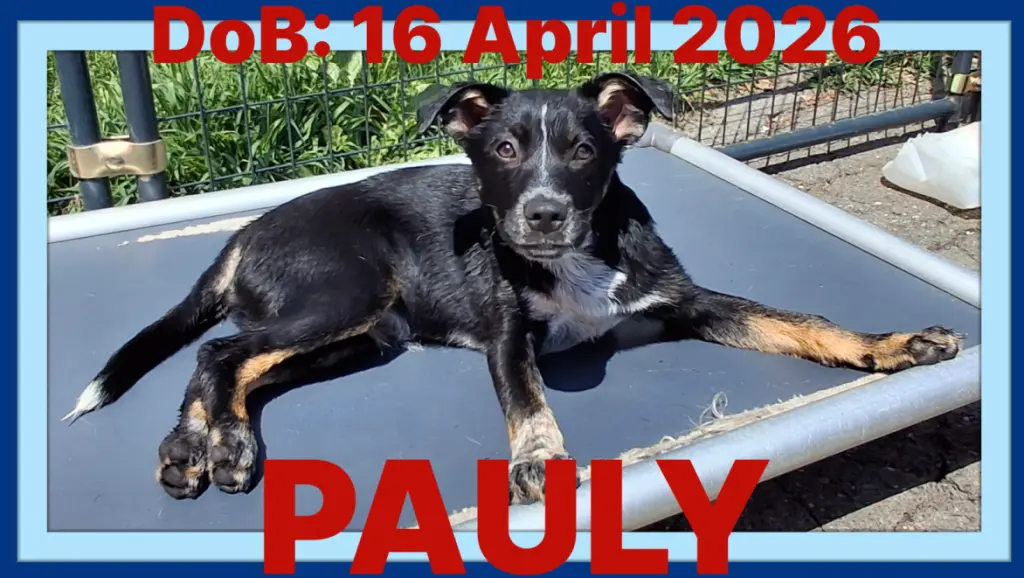 PAULY - Hunter