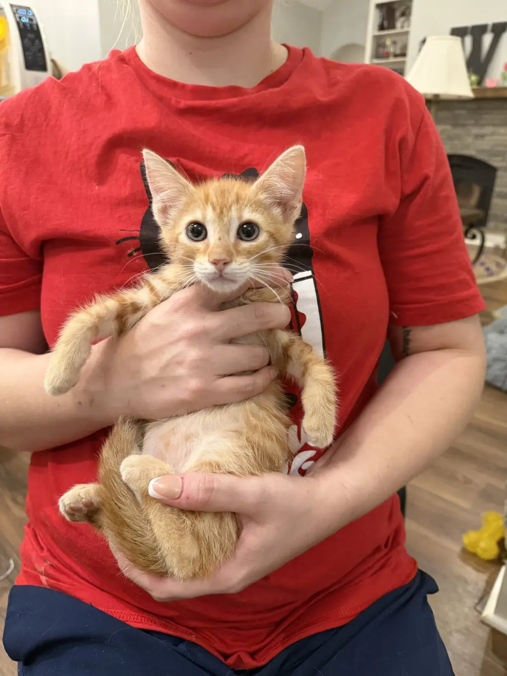 Whopper Jr. (Available for pre-adoption)