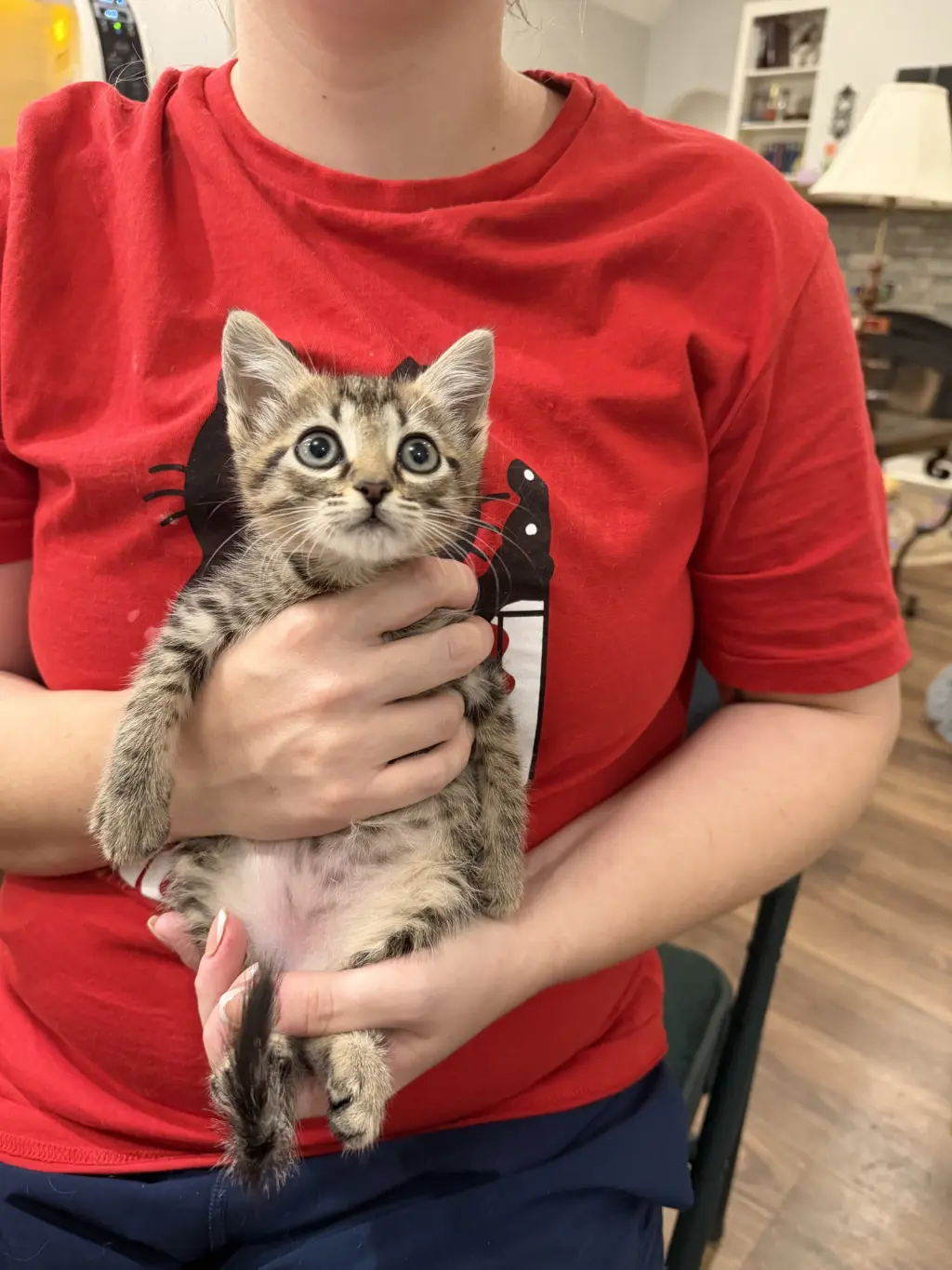 Tipsy Chocolate Cake (available for pre-adoption)