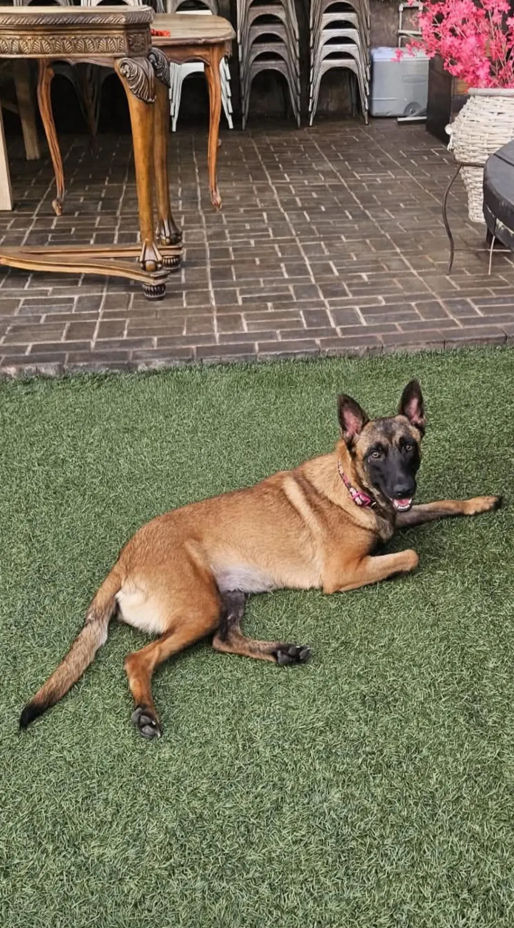 Sheba