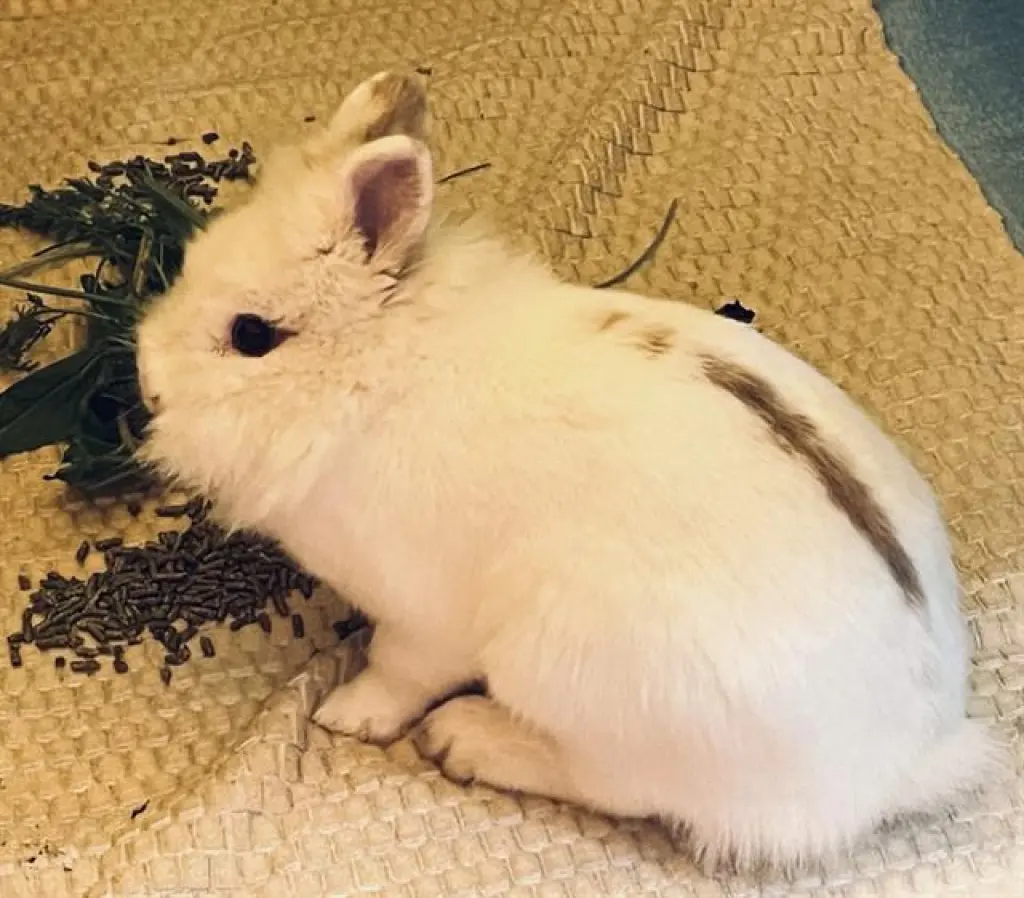 BELLA