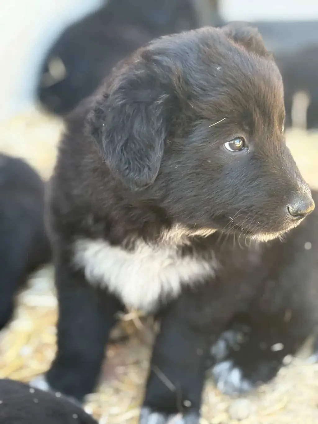 Balu
