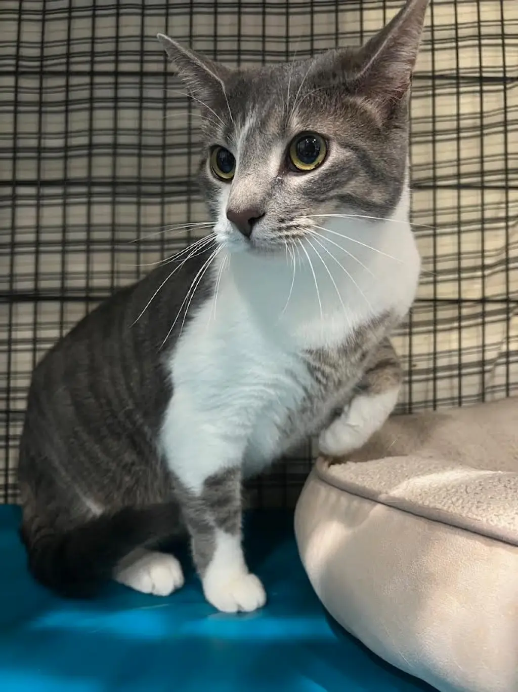 Max * IN FOSTER *