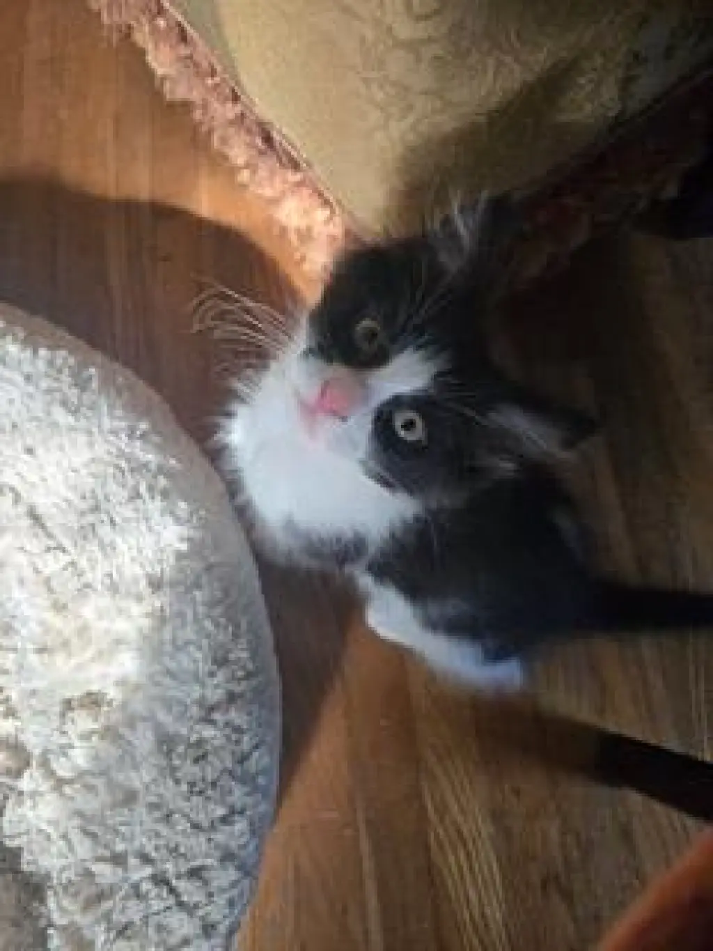 KITTEN BENJI MOON