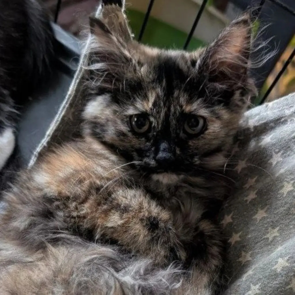 Marzipan (READ!)