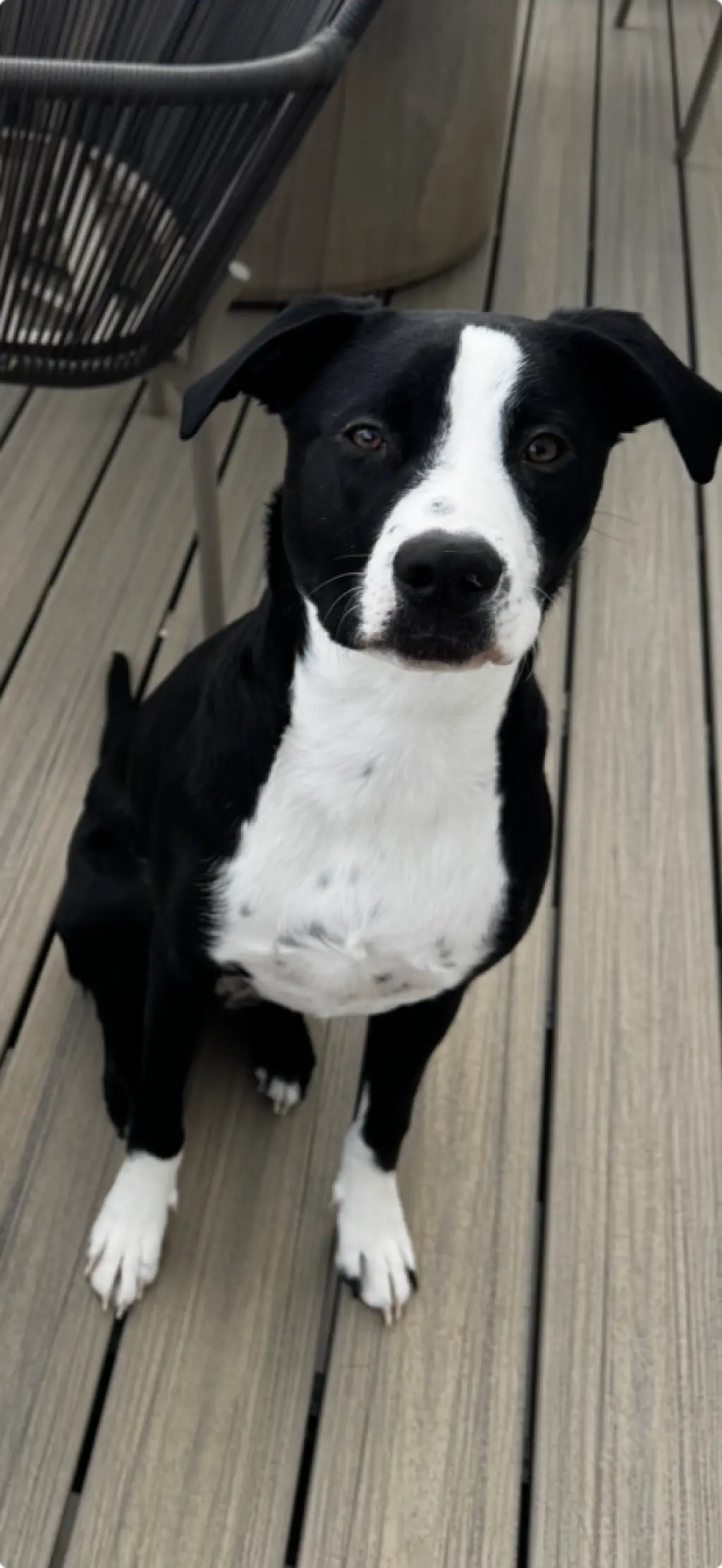 Reggie - Courtesy Listing