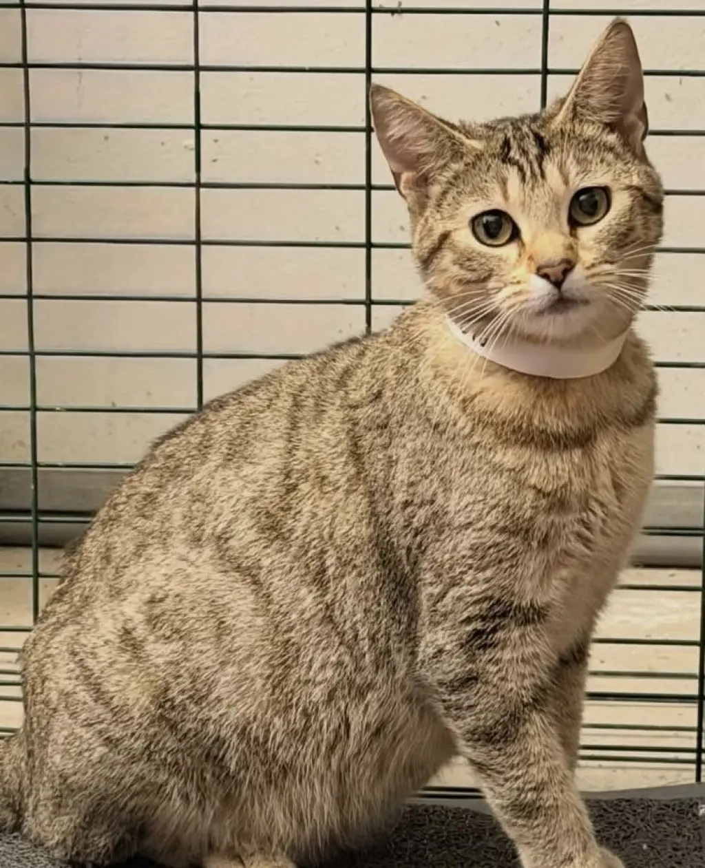 Mocha