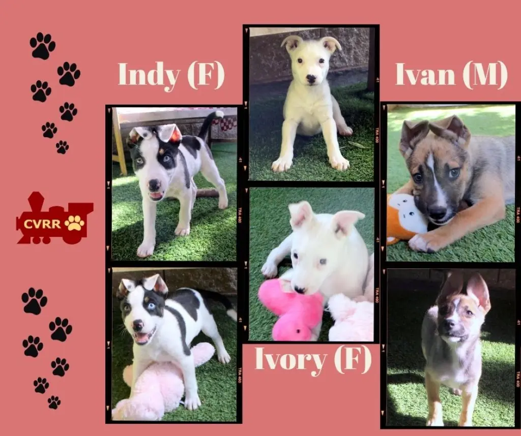 Ivory (Puppy)