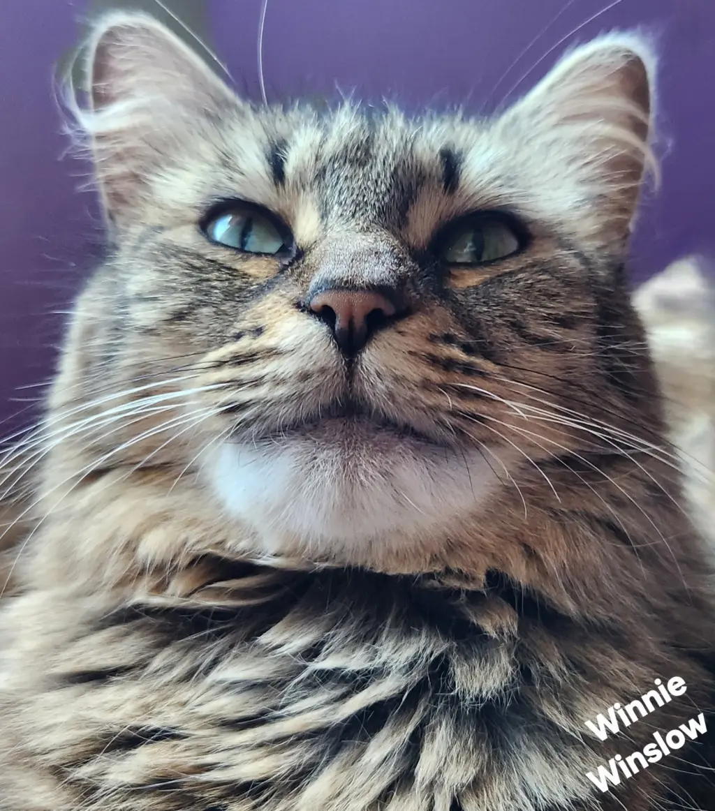 Winnie Winslow