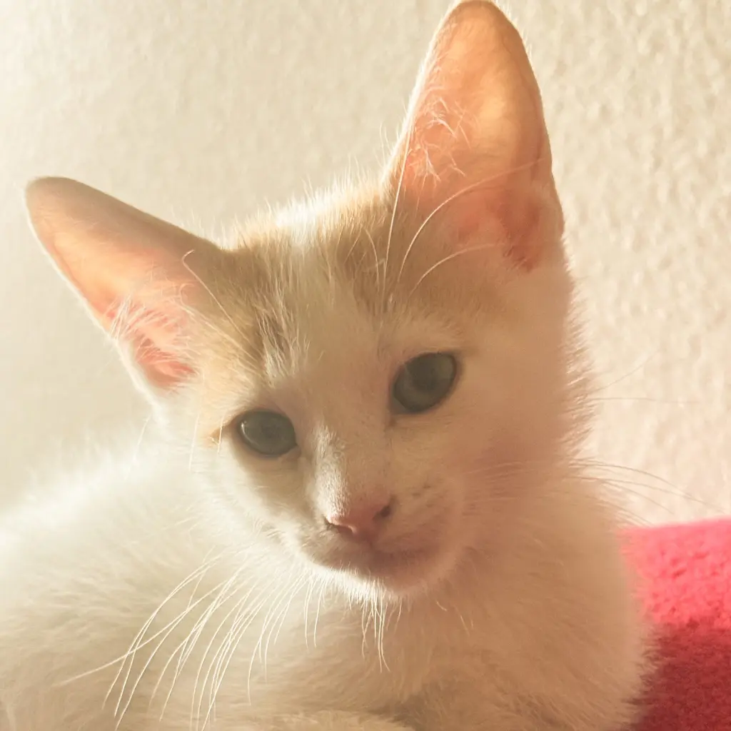 Legolas