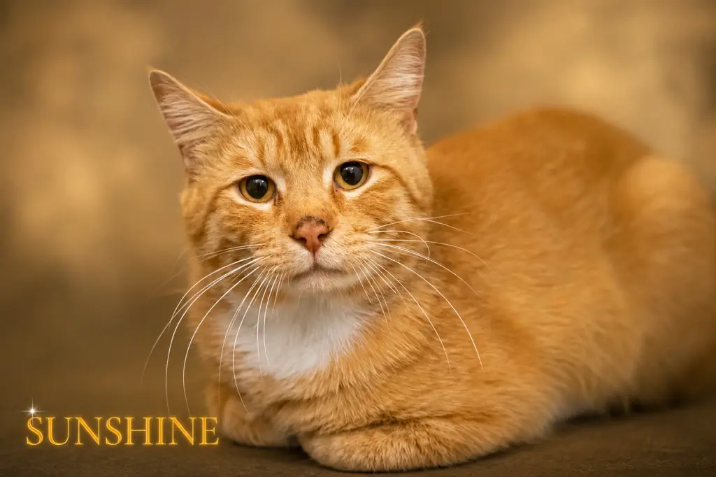 Sunshine (FCID# 06/01/2026 - 45 Trainer)