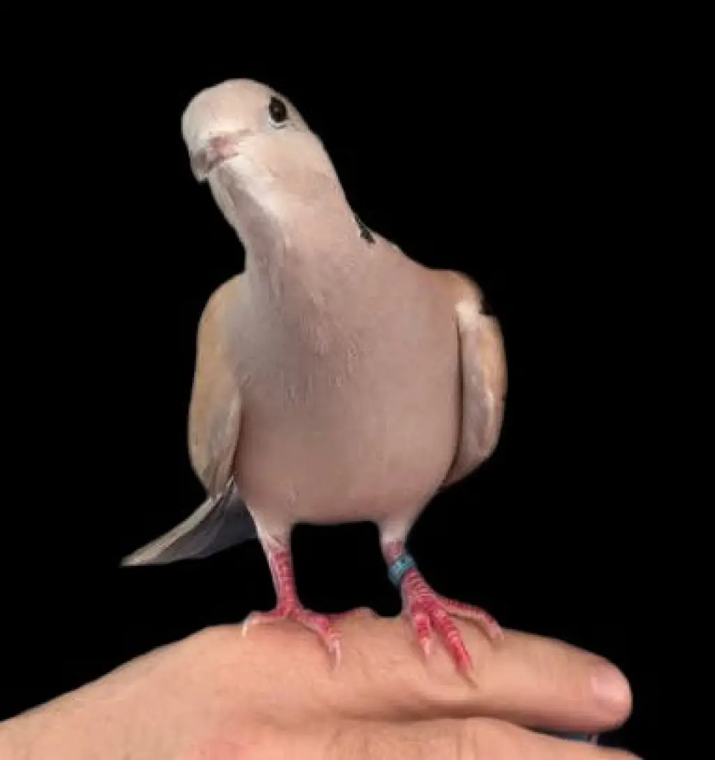 Rosie